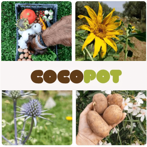 CocoPot cupones